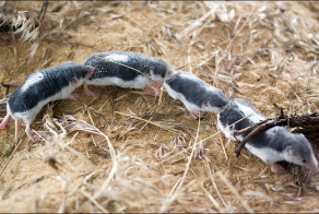 Землеройки