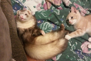 Дружба котенка и хорьков