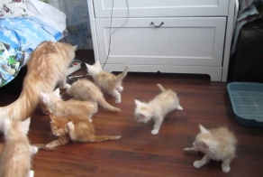 Котобомба - все в укрытие