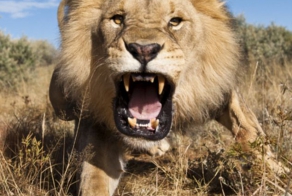 У кого самый сильный укус ?