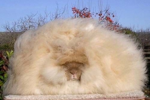 Самые необычные существа планеты