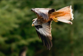 Охота не удалась...