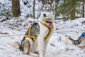 Хвост калачом или особенности езды на собачьей упряжке