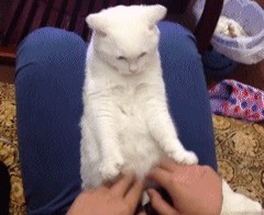 Кошак с реакцией