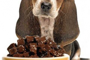 Эксперт: корма для животных убивают собак 