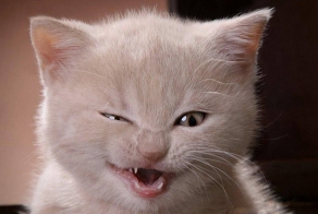 А где прячется ваш кот?