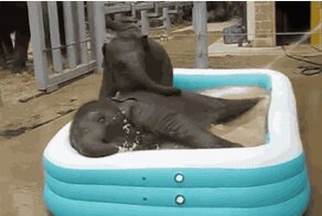 Позитивные слонята