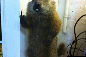 Привет от Бобра