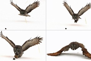 Фото-момент: сова хватает свою добычу с удивительной точностью.