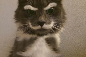 необыкновенные кошки...