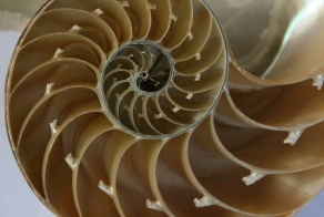 Загадка Фибоначчи!