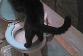 Сразу видно, что это кот!