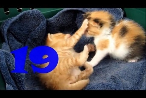 Смешные кошки. Выпуск #18 и Выпуск #19