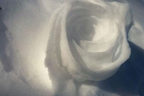 Роза ветров, в самом прямом смысле