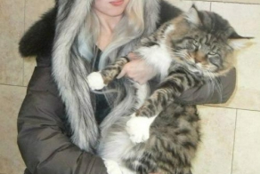 Какой симпатищный котик!