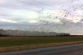 Огромная стая снежных гусей!