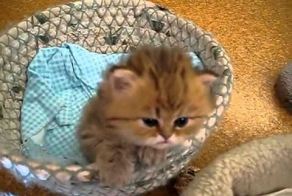 позитивный котейко