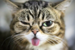 Коты ученых