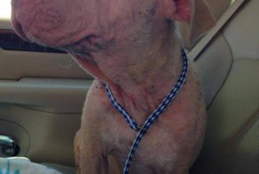 Поездка Свободы - фото, которые растопят ваши сердца.