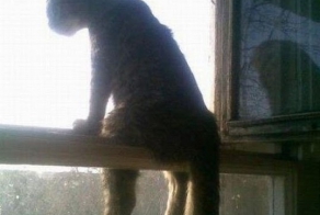 Кото дайджест..