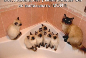 Кот и кошка со своими котятами