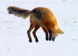 Зимний дайвинг