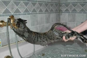 Купание кота - как вид боевого искусства