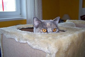 Коты в режиме "Ниндзя"