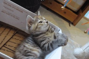 Котик устал