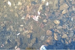 Прогулка по воде 