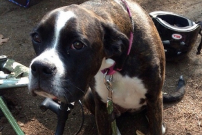 Оставила пса без присмотра