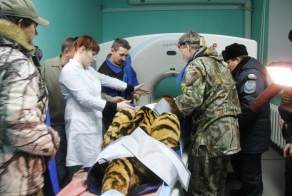 В Амурской области пытаются спасти раненного тигра