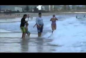 Лебеди-серферы развлекаются на волнах!