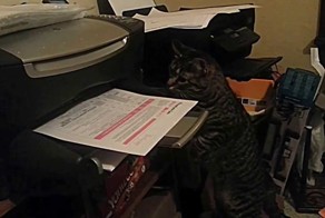 Кот провел спецоперацию!