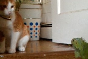 Котэ VS Игуана