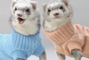 Милые зверюшки