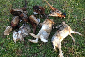 Неприятные моменты с охоты на зайца