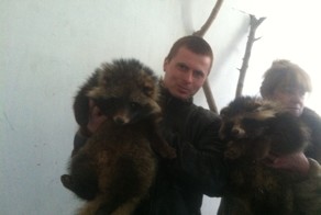 Дикие енотовидные собаки забрели к жителям в Крыму