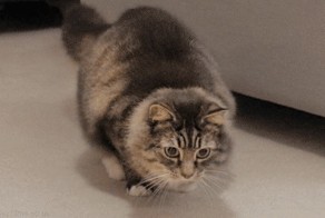 Сейчас.. сейчас... и... оппа!