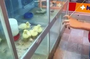 Всегда найдется уточка, которая оценит твое мастерство