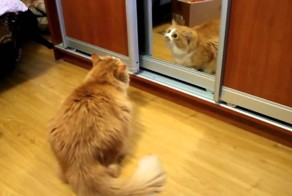 Кот разъярен на свое отражение!