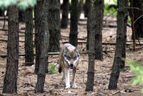 Каково это – быть охотником на волков