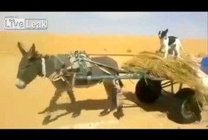 Собака ведет повозку с Ослом!