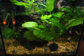 Перезапуск Аквариума