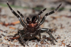 Множество пауков из Австралии 