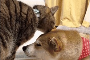 Это точно любовь