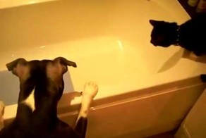 Научные опыты кота и собаки!