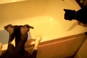 Научные опыты кота и собаки!