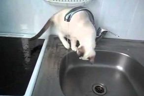 Кот нашел себе забавное развлечение!