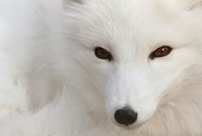 О японских ледниковых лисах.